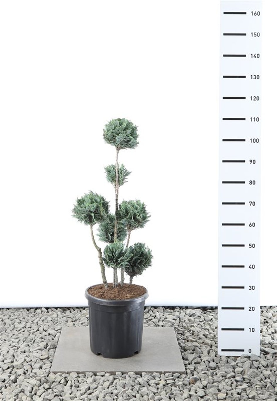 Chamaecyparis l. 'Columnaris' - 60-80 CM PonPon Cont.